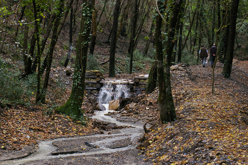 Foreste, 12 milioni per la tutela o lo sviluppo del patrimonio