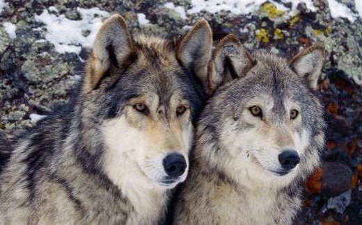 Predatori, dal 1 agosto via a catture ibridi. Remaschi ad allevatori: