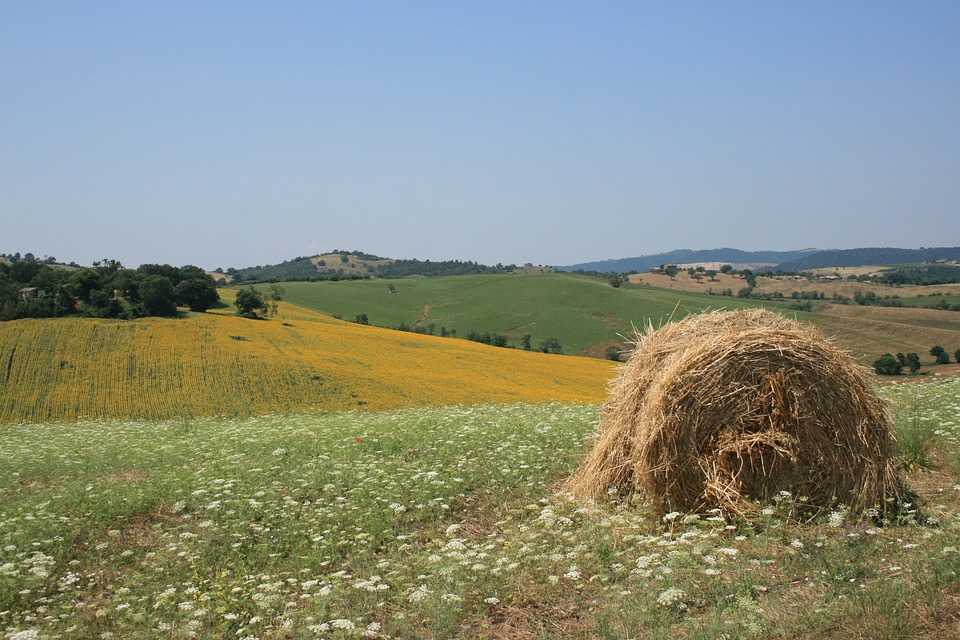 Agricoltura, nuove risorse per il Programma di sviluppo rurale. Alle 12 conferenza stampa