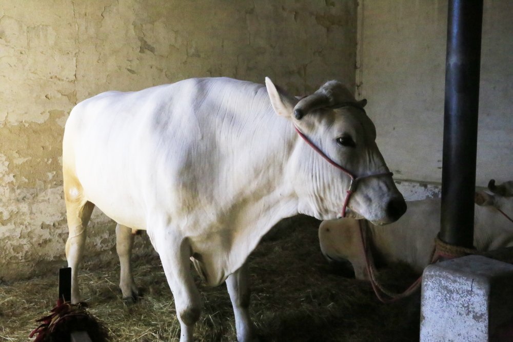 Chianina, parte l'evento