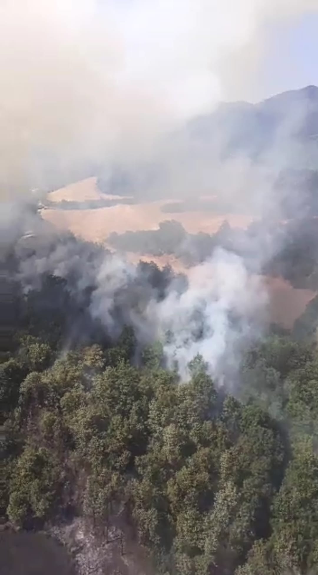 Incendi in Toscana, brucia pineta a Scarperia San Piero