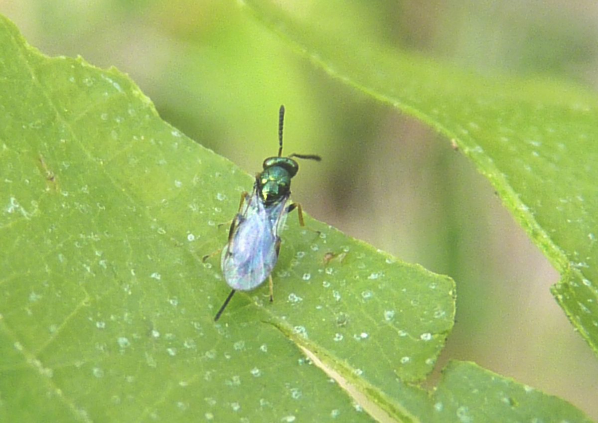 Cinipide, lotta biologica avanti con successo: ora in Toscana si autoproduce l'antagonista