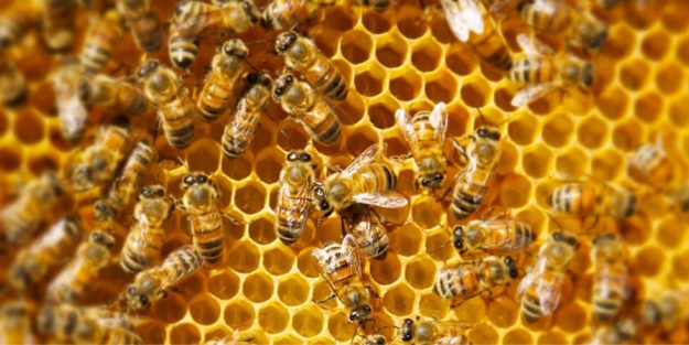 Emanato il bando impegni per l’apicoltura, 3 milioni di euro in 5 anni