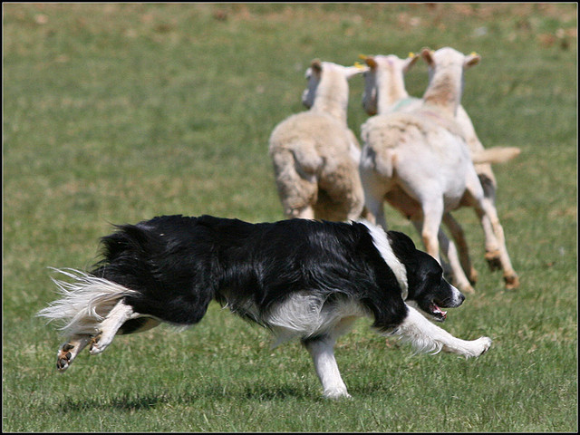 A Piombino, prima volta in Italia, i Campionati Continentali Sheepdog
