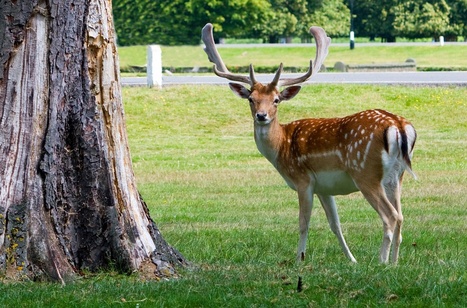 Fauna selvatica, verso un modello unico regionale di soccorso