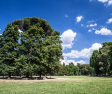 Altri 2,3 milioni per innovazione imprese forestali. Saccardi: “Indispensabile per un settore competitivo”