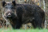 Carne di selvaggina per solidarietà alimentare. Prima consegna al Banco alimentare toscano