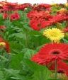 Coronavirus, la Regione interverrà per sostenere le aziende floricole