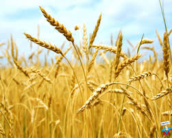 Guerra e crisi energetica, l’Irpet calcola gli effetti sull’agroalimentare