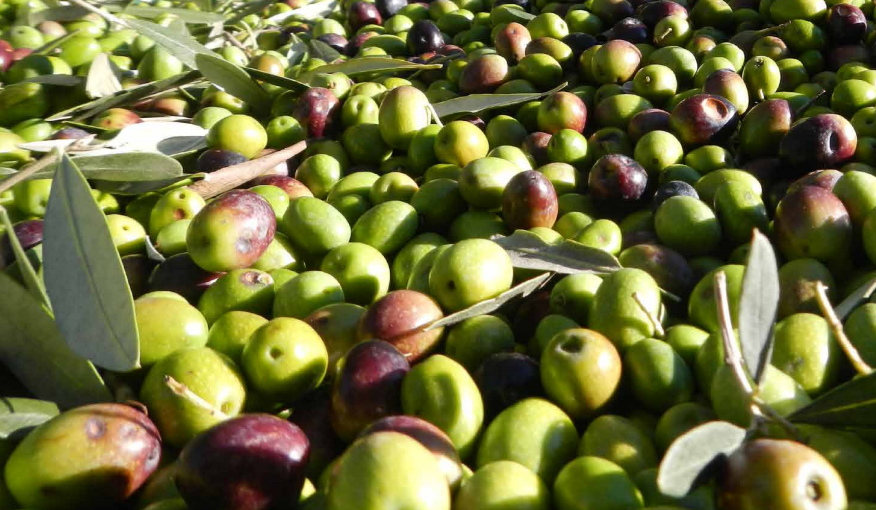 Un protocollo d’intesa per sostenere l’agricoltura biologica