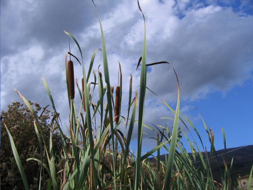 25 milioni in più per agricoltura biologica, per Remaschi