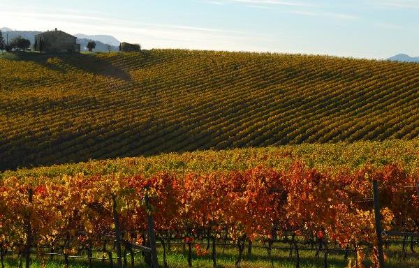 Vino, stanziati 11 milioni per ristrutturazione e riconversione vign...