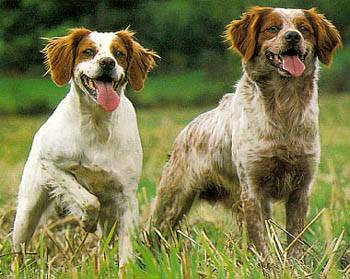 Tutela degli animali: rinviato al 31 dicembre il termine per l'adeguamento dei canili