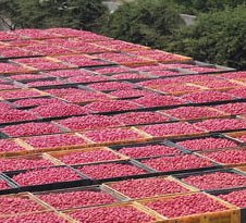 Agricoltura, dalla Regione via libera alle risorse per l'irrigazione in Val di Cornia