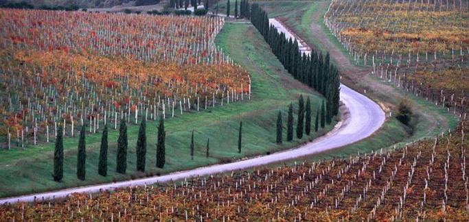 Agricoltura del futuro: organizzati due seminari dedicati a progetti innovativi per la filiera vitivinicola