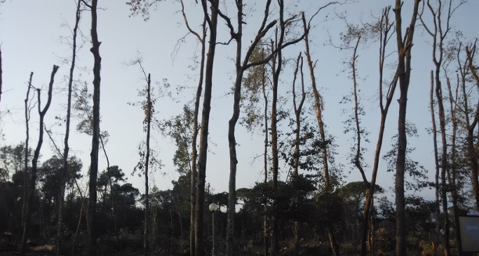 Tempesta di vento, bando da 15 milioni per le foreste. Remaschi: