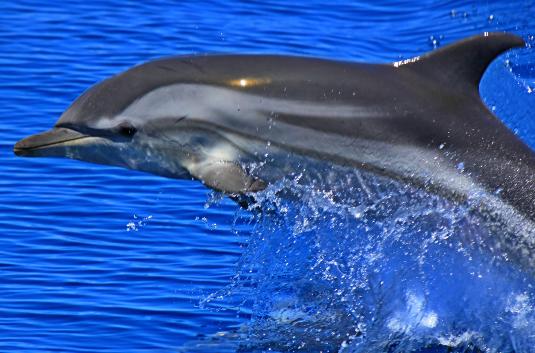 Delfini spiaggiati, Fratoni: