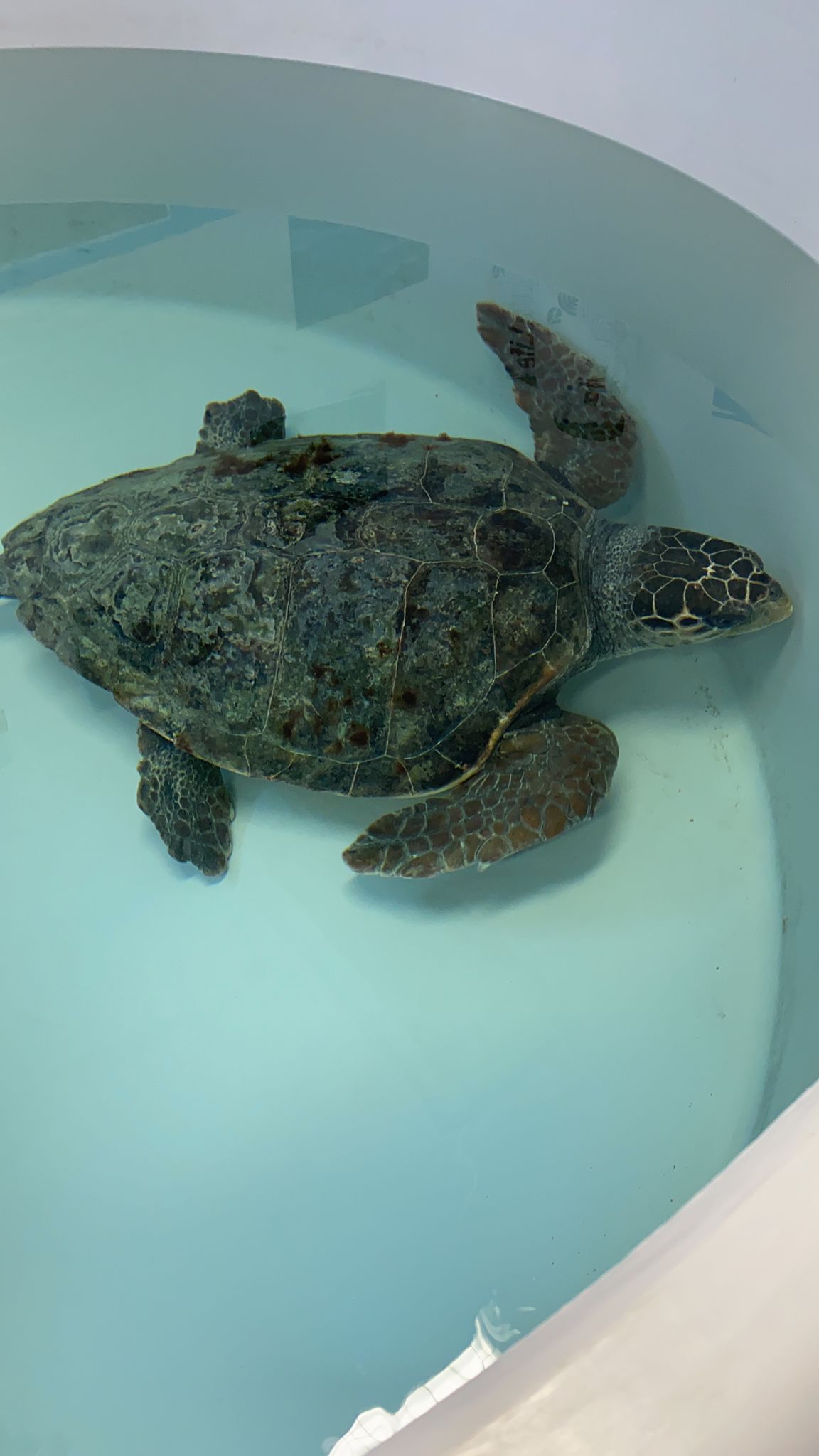 Poseidone torna in mare, la tartaruga rilasciata nelle acque di Castiglione della Pescaia