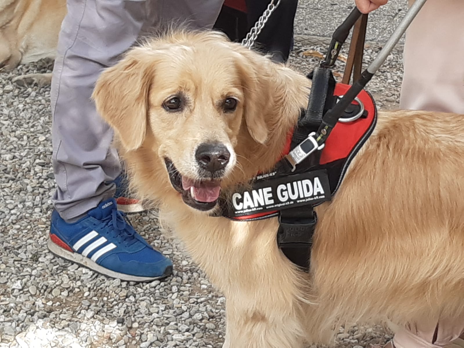 “Da grande sarò un cane guida”. Storie di cuccioli in affido alla scuola di Scandicci 