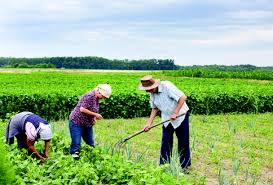 Investimenti agricoli, prorogata al 30 aprile la scadenza delle misure di semplificazione