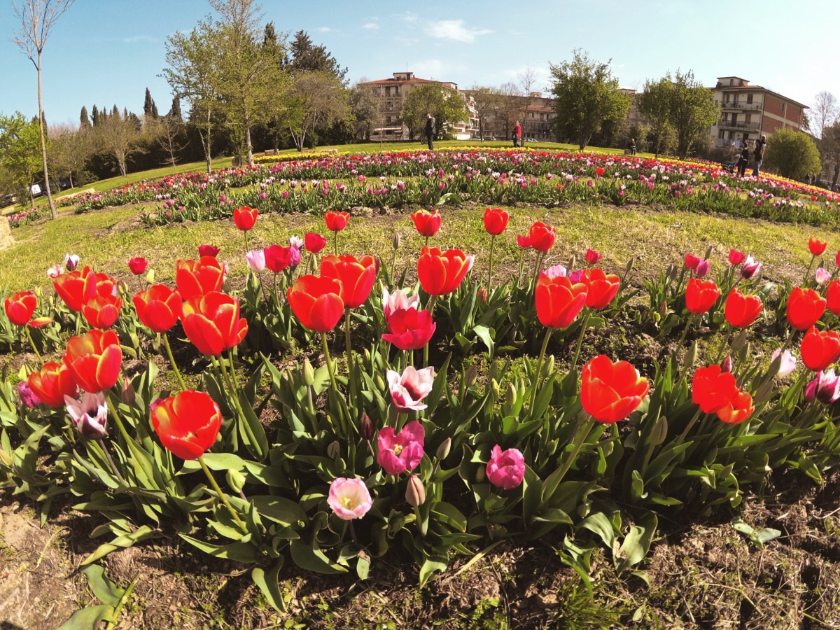 Sabato 30 apertura del parco dei tulipani a Scandicci