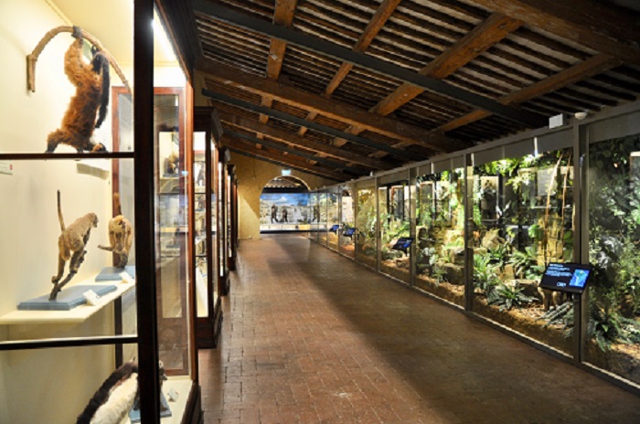 Galleria dei primati, Museo di storia naturale di Pisa (foto di Federigo Federighi)