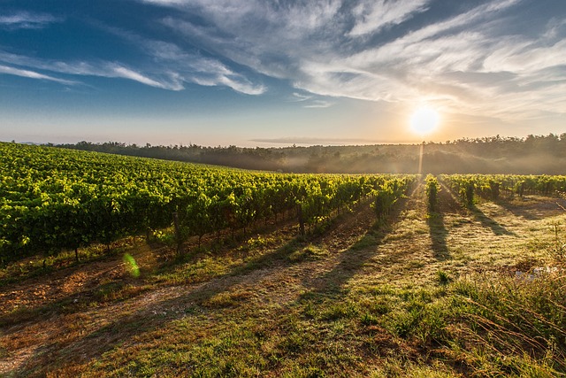 Contributi per diversificare l'attività agricola (bando 2022)
