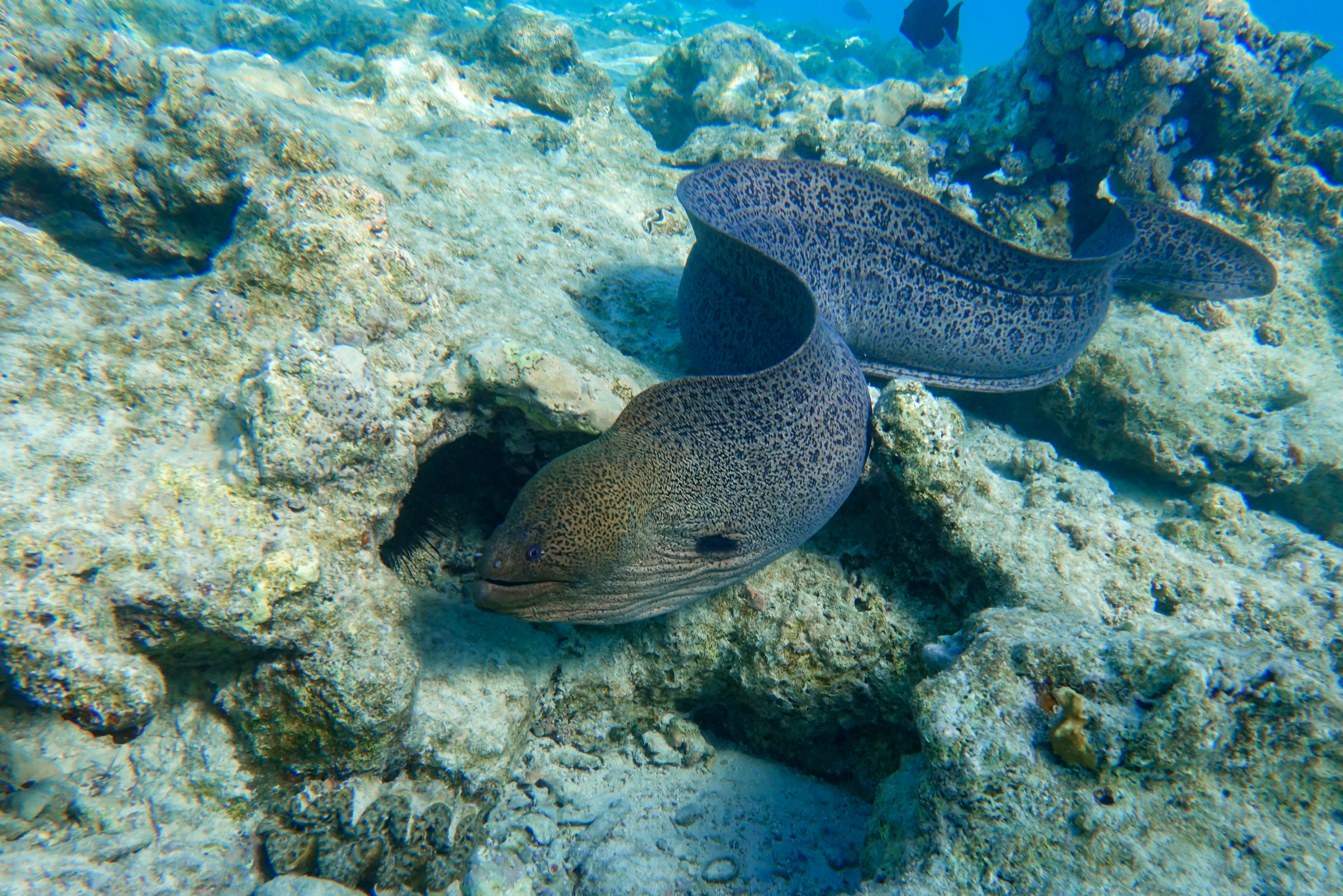 Pesca dell'Anguilla 2024