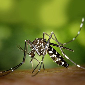 Zanzara tigre (Aedes Albopictus)