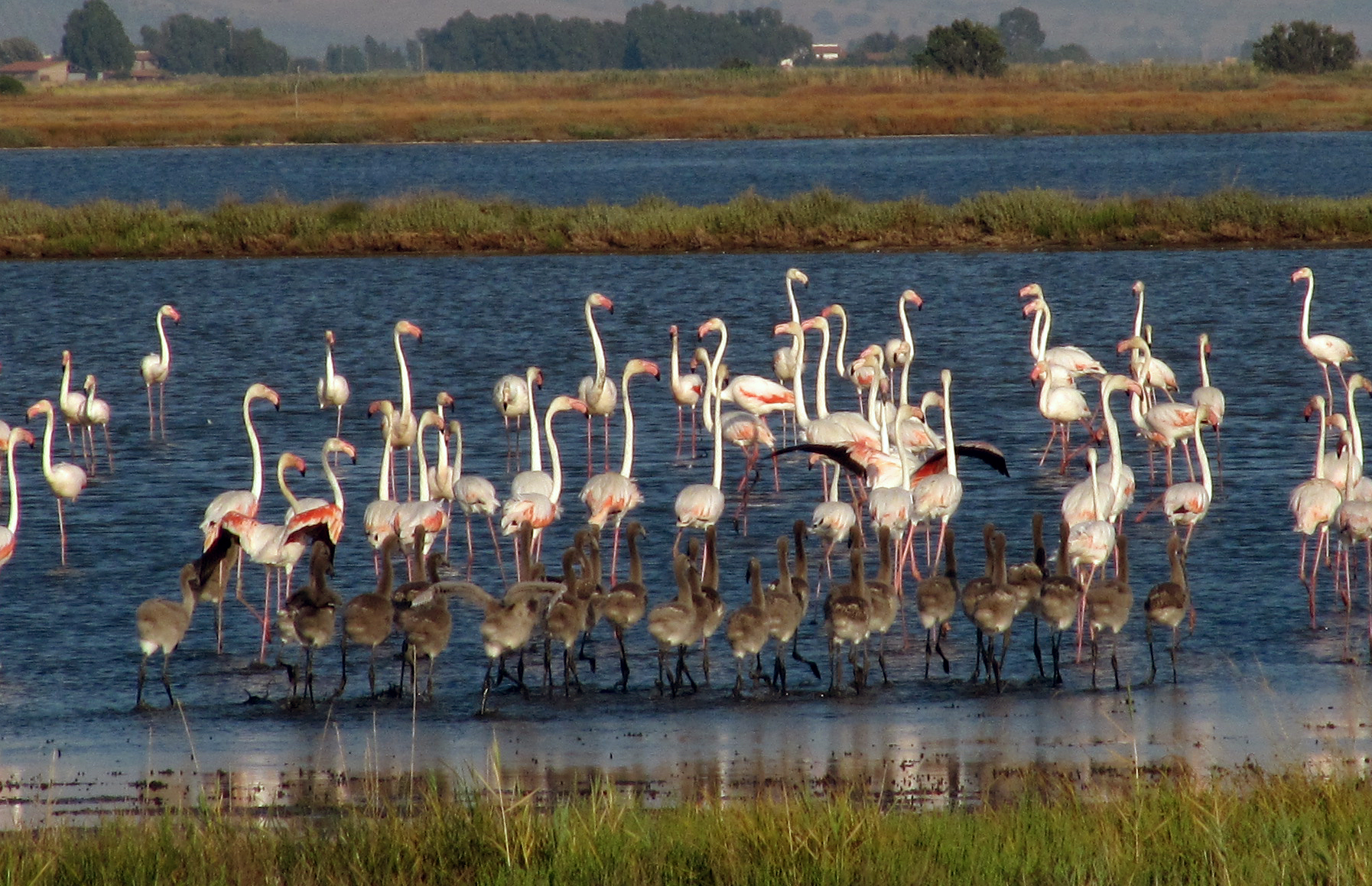 Oltre 4mila fenicotteri rosa nel Parco della Maremma