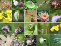 La principale normativa regionale sulla biodiversità